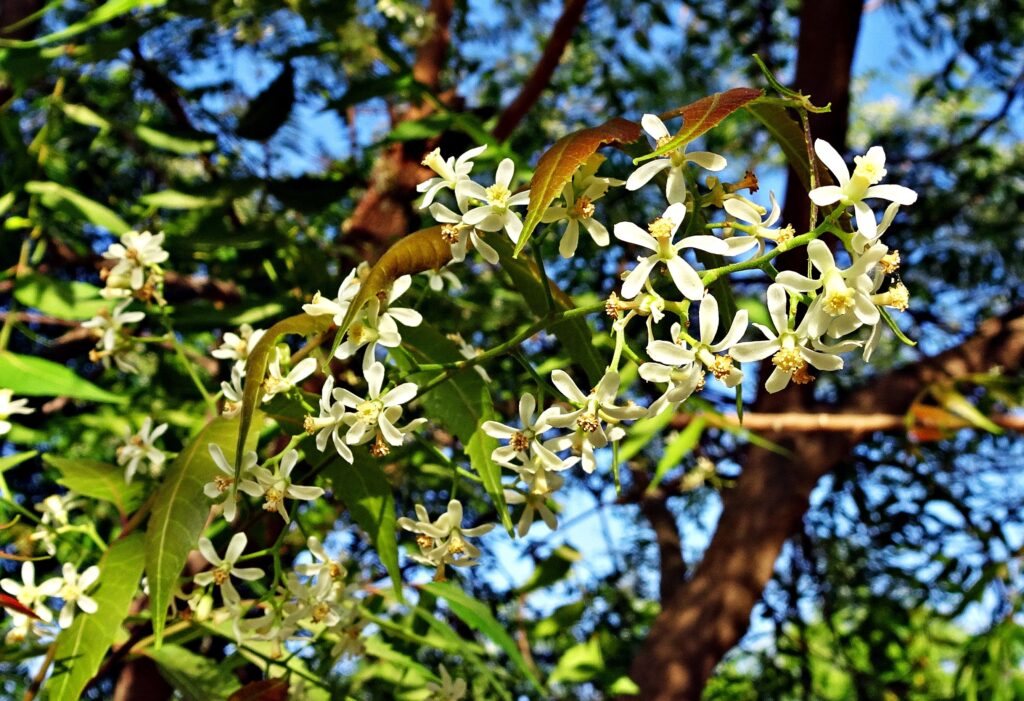 Árvore do neem, com detalhes para as flores. O óleo, origem do ativo nanoencapsulado, é extraídos das sementes. 